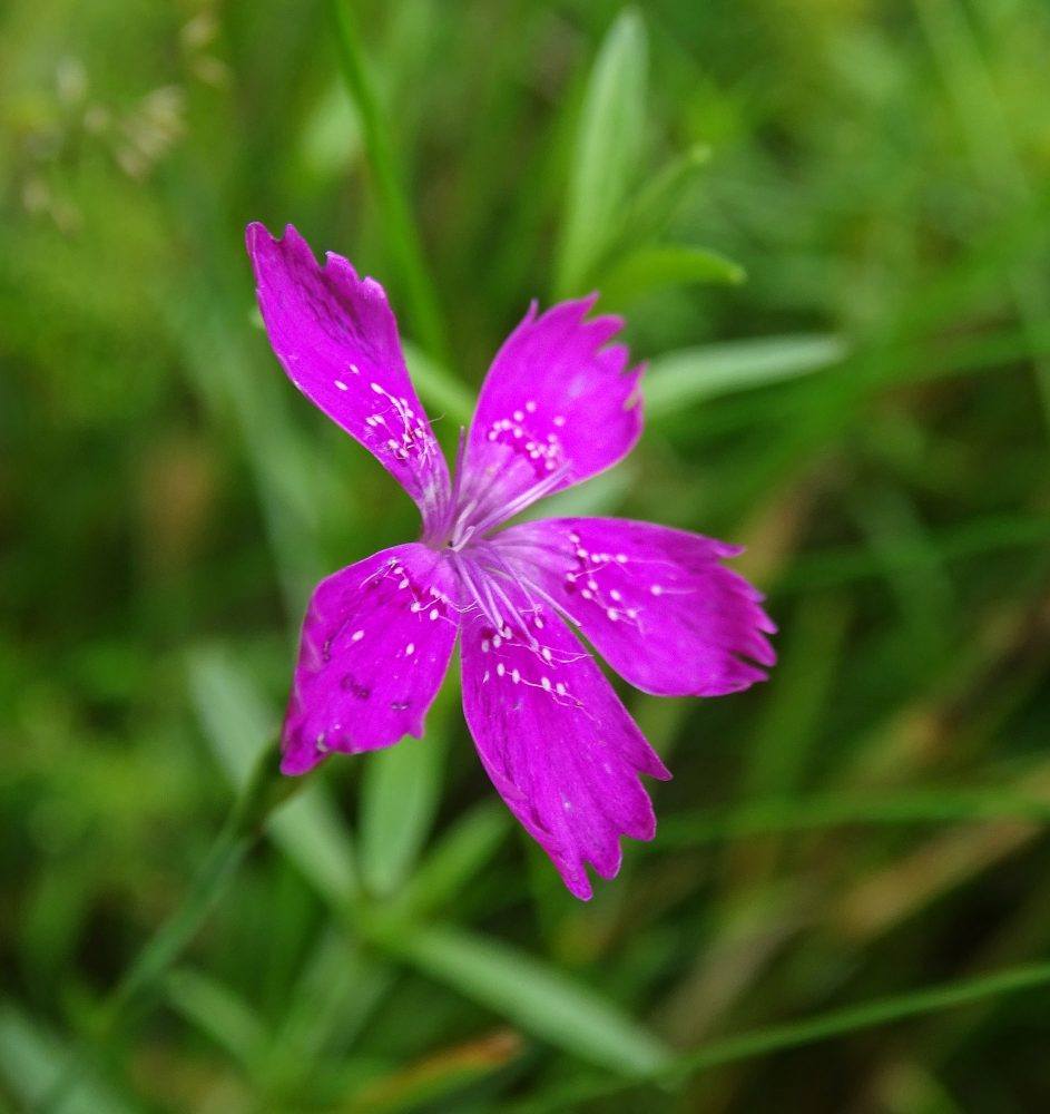 Steenanjer